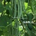 绿美特U8架豆种子春秋菜豆绿色无筋豆种子肉厚不爱鼓豆四季