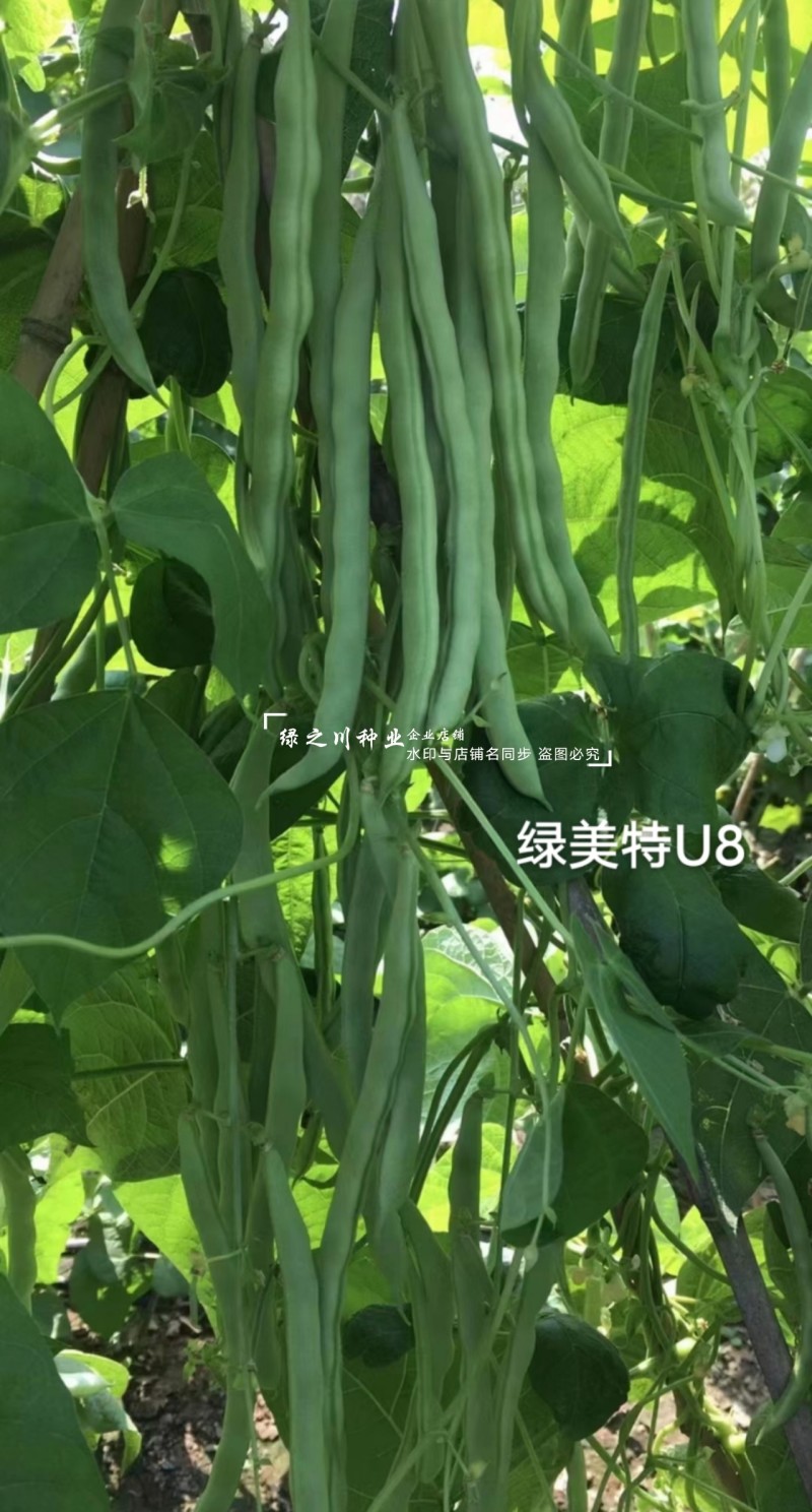绿美特U8架豆种子春秋菜豆绿色无筋豆种子肉厚不爱鼓豆四季