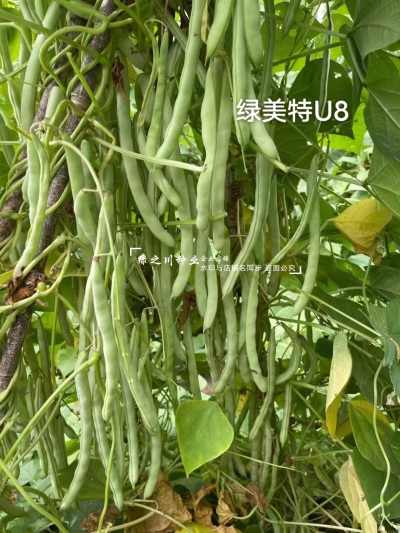 绿美特U8架豆种子春秋菜豆绿色无筋豆种子肉厚不爱鼓豆四季