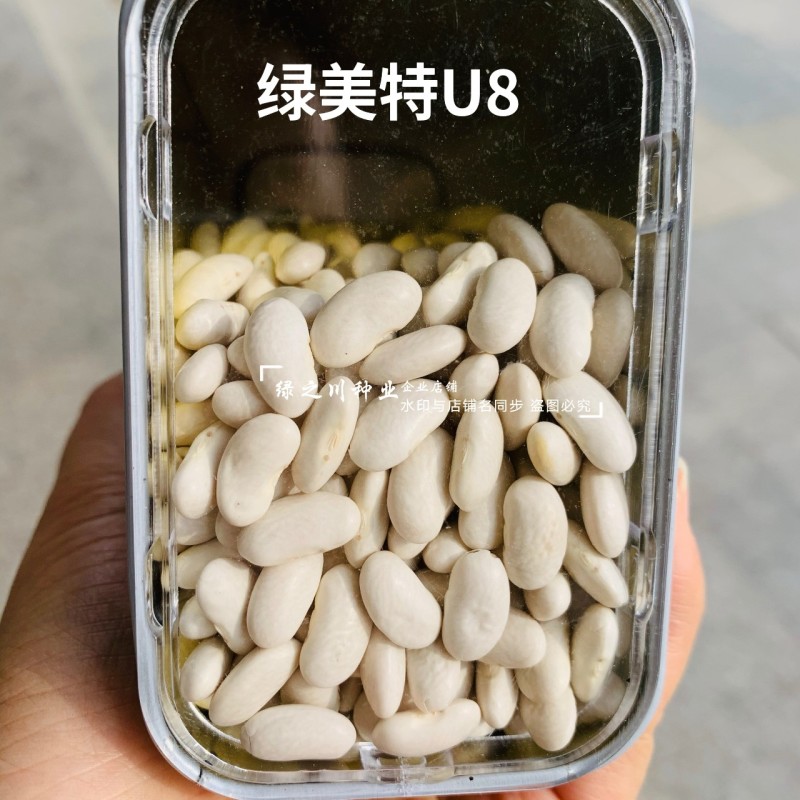 绿美特U8架豆种子春秋菜豆绿色无筋豆种子肉厚不爱鼓豆四季