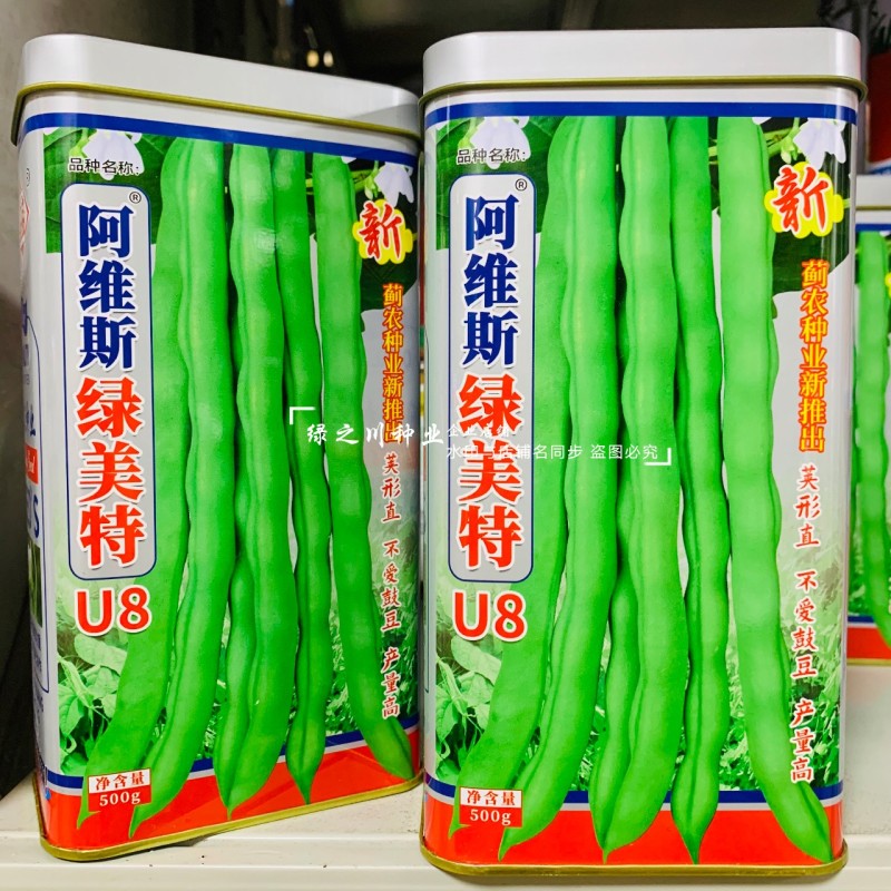 绿美特U8架豆种子春秋菜豆绿色无筋豆种子肉厚不爱鼓豆四季