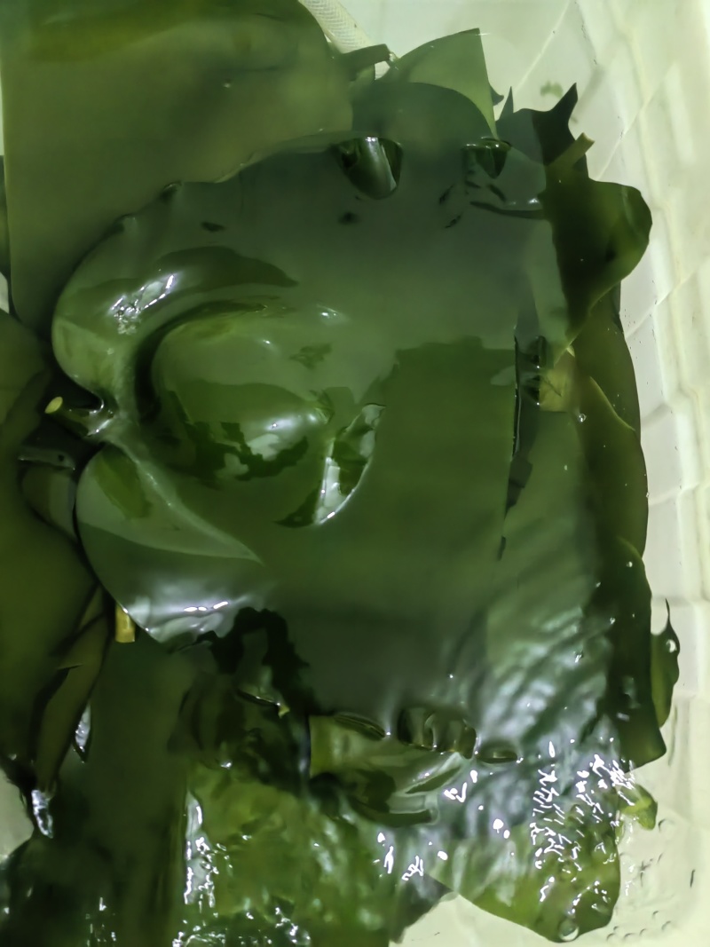 海带小头一袋泡30斤左右，精挑细选，纯厚绿头