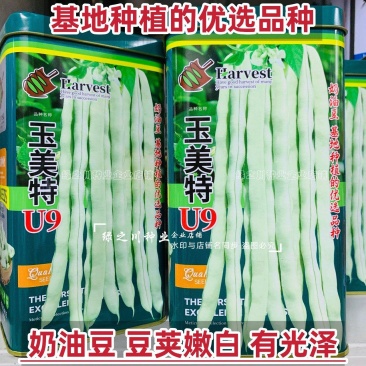 奶油豆种子玉美特U9架豆种子嫩白绿色有光泽豆角种籽条直