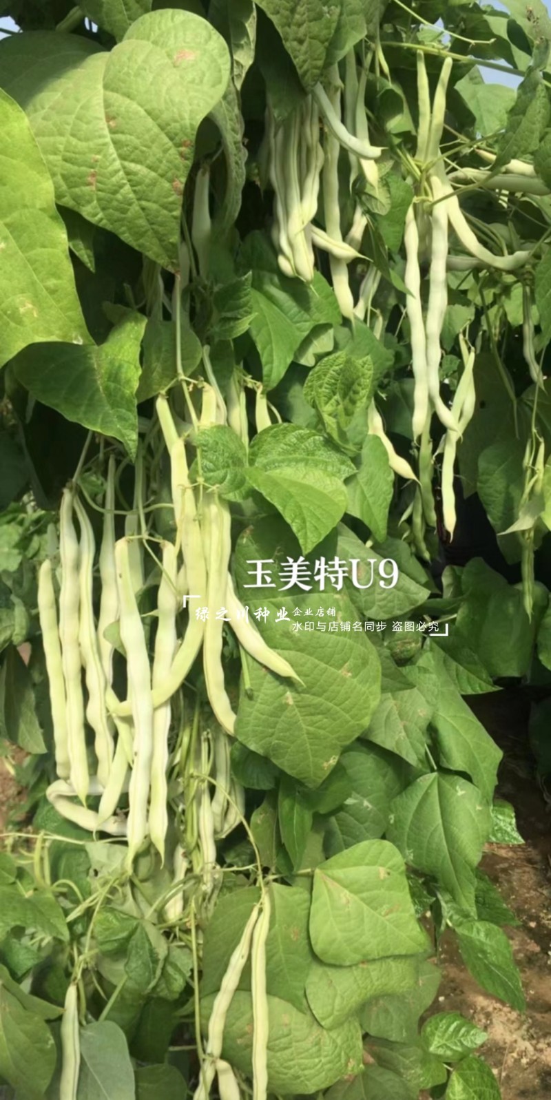 奶油豆种子玉美特U9架豆种子嫩白绿色有光泽豆角种籽条直