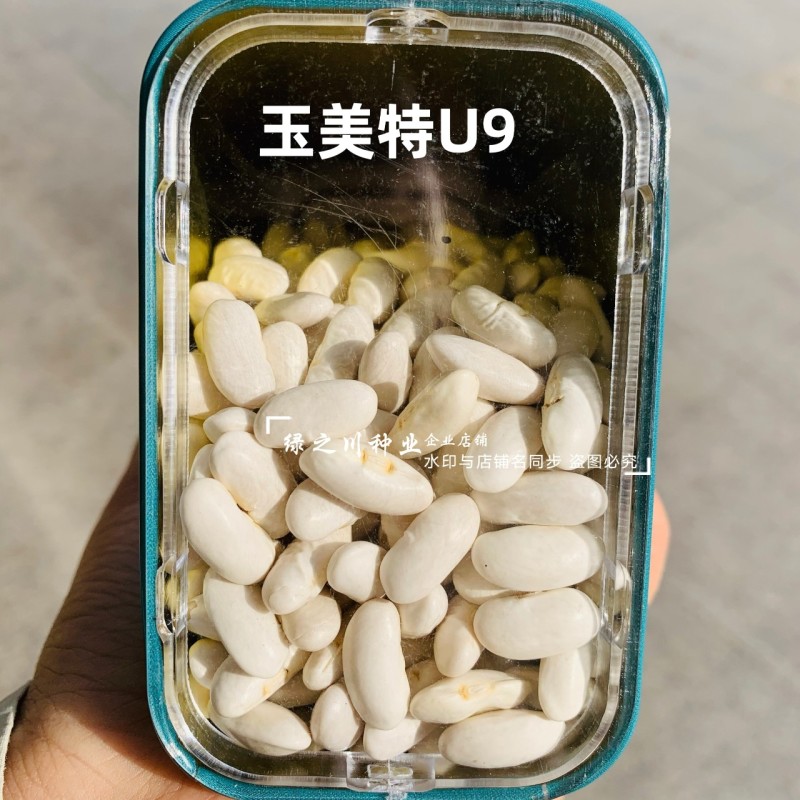 奶油豆种子玉美特U9架豆种子嫩白绿色有光泽豆角种籽条直