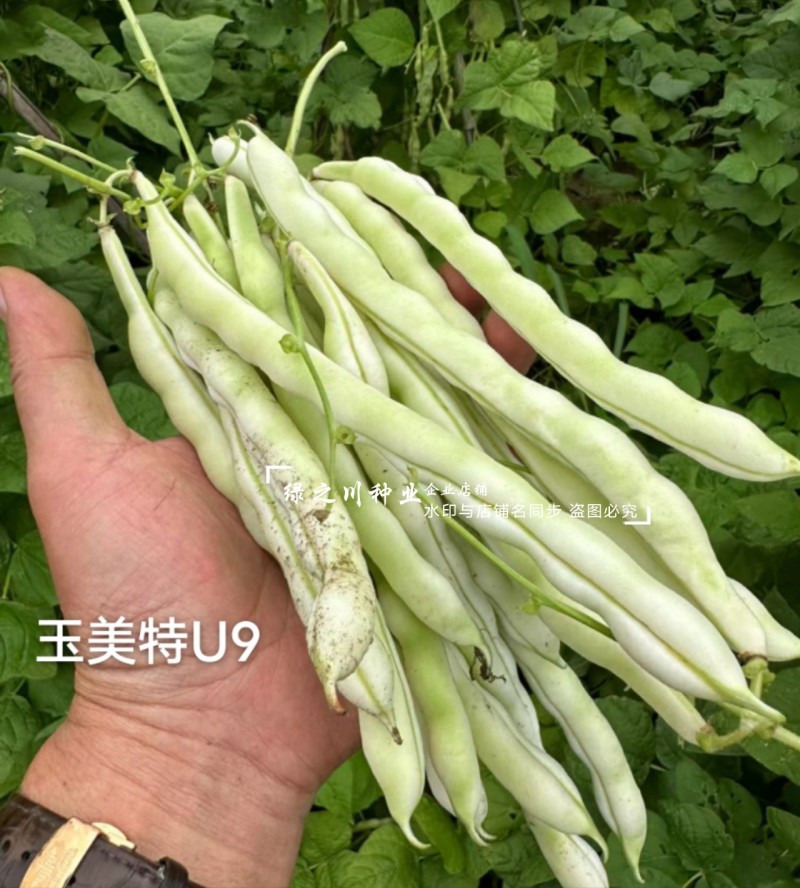 奶油豆种子玉美特U9架豆种子嫩白绿色有光泽豆角种籽条直