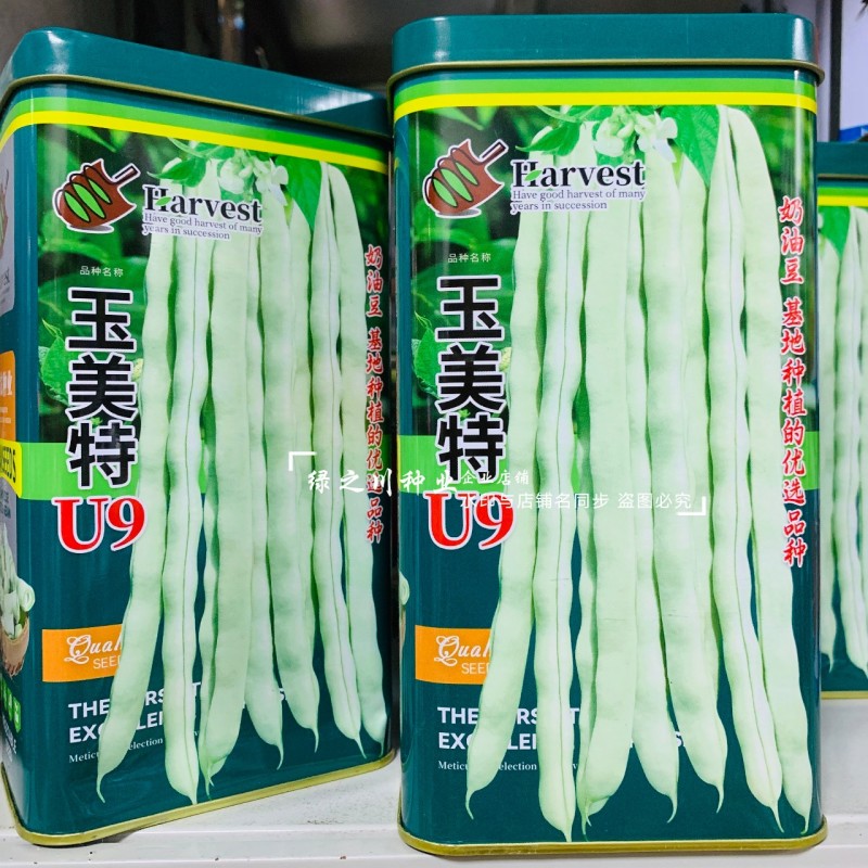 奶油豆种子玉美特U9架豆种子嫩白绿色有光泽豆角种籽条直