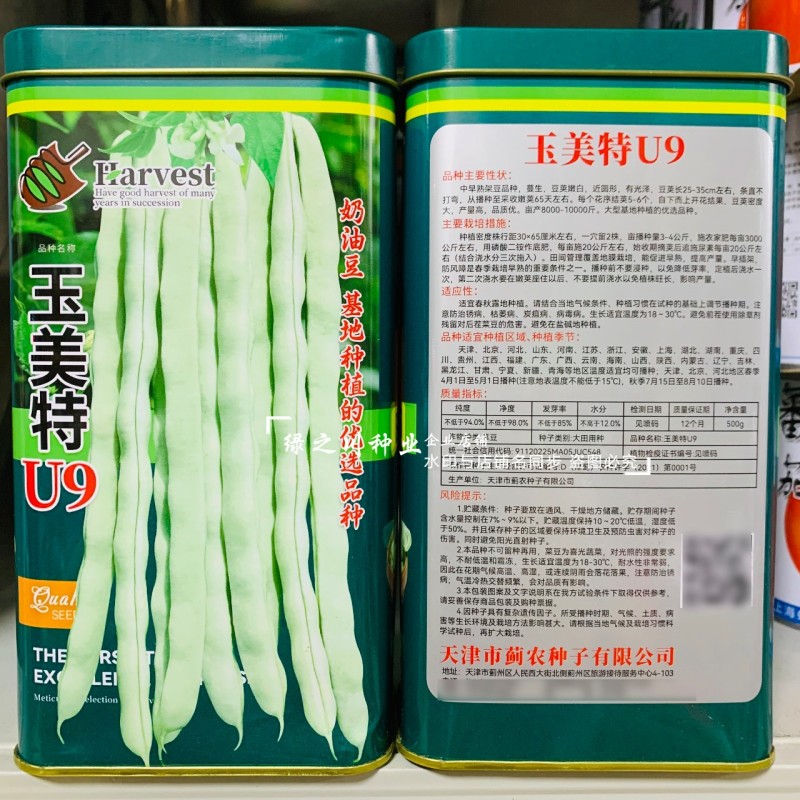 奶油豆种子玉美特U9架豆种子嫩白绿色有光泽豆角种籽条直