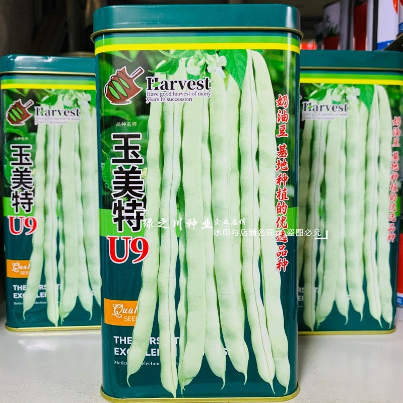 奶油豆种子玉美特U9架豆种子嫩白绿色有光泽豆角种籽条直