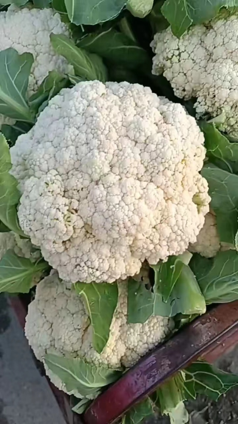 精品菜花品质保证货源充足量大从优可视频