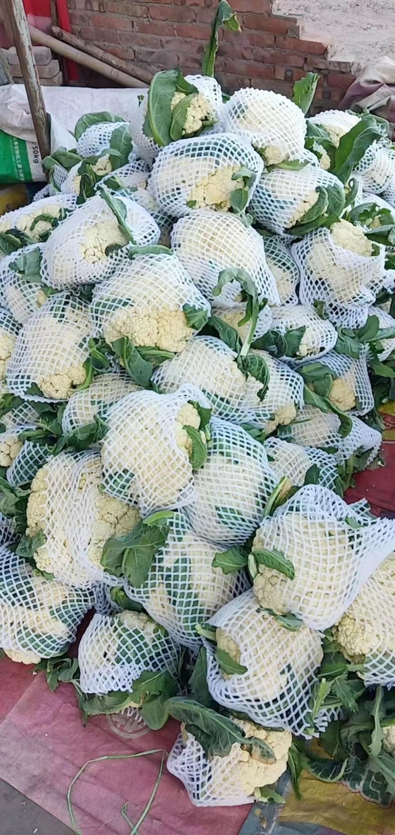 精品菜花品质保证货源充足量大从优可视频