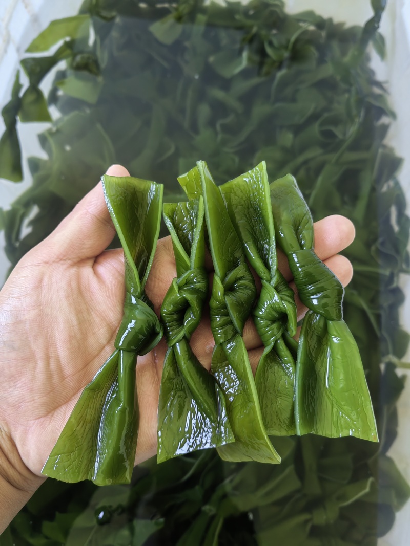 海带中结，纯绿色，泡发货，可根据客户需求定做。