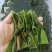 海带中结，纯绿色，泡发货，可根据客户需求定做。