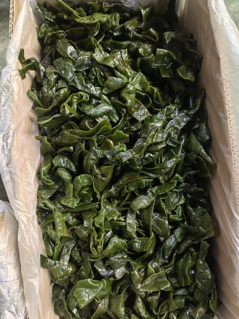 海带中结，纯绿色，泡发货，可根据客户需求定做。