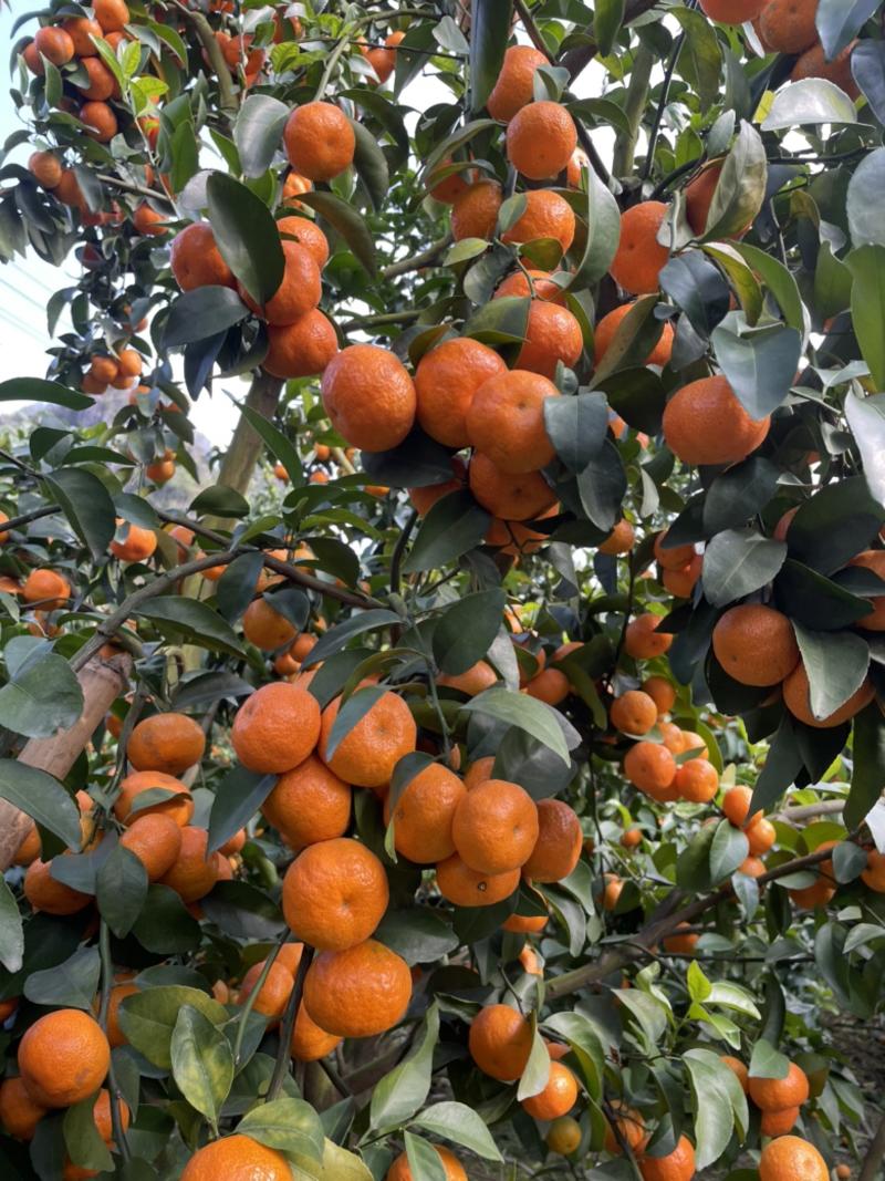 广西精品沙糖橘大量上市产地直发品质保证全国发货