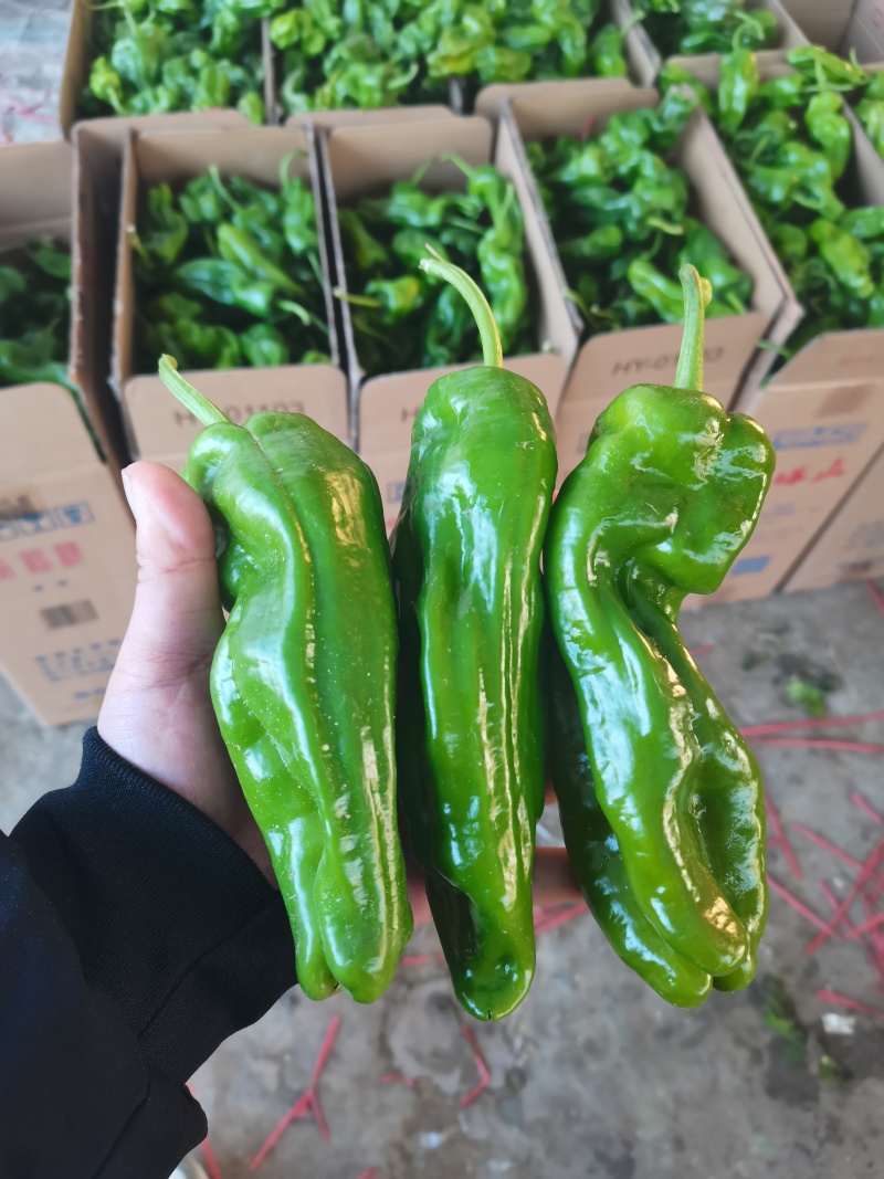 辣椒薄皮辣椒苏椒青辣椒鲜辣椒青辣椒