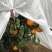 【无纺布】育苗育秧无纺布果蔬防寒无纺布种植无纺布绿化无纺布