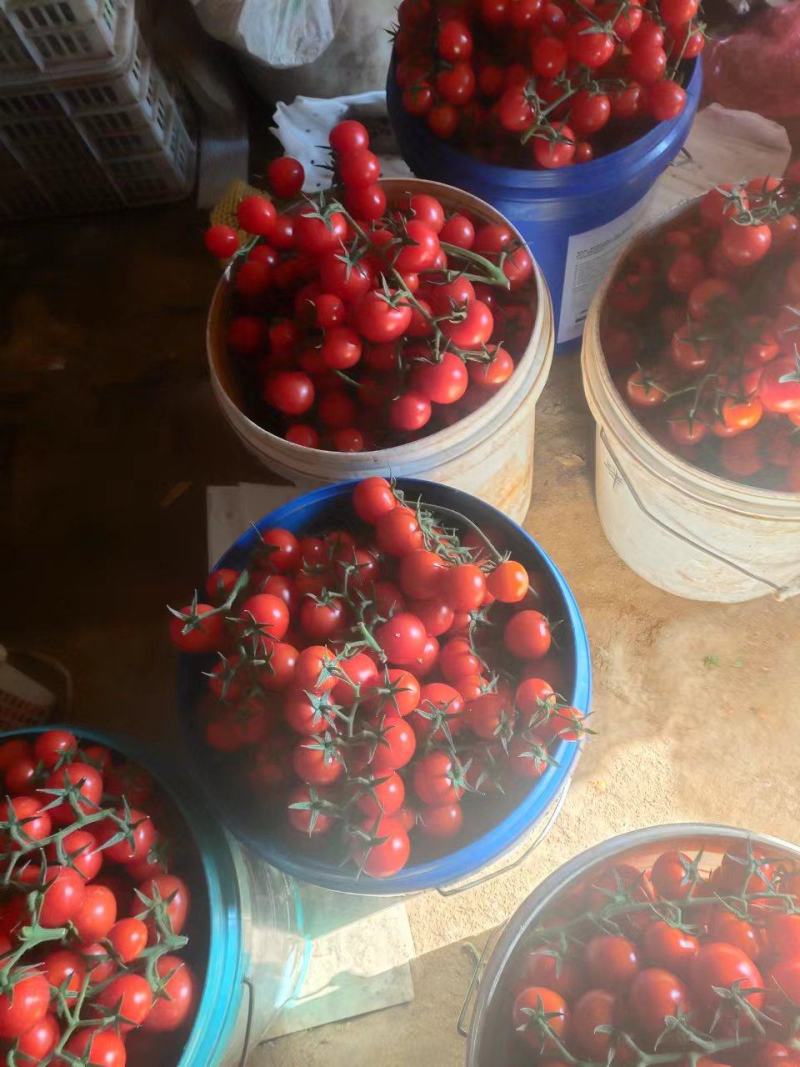 水果番茄，小串西红柿