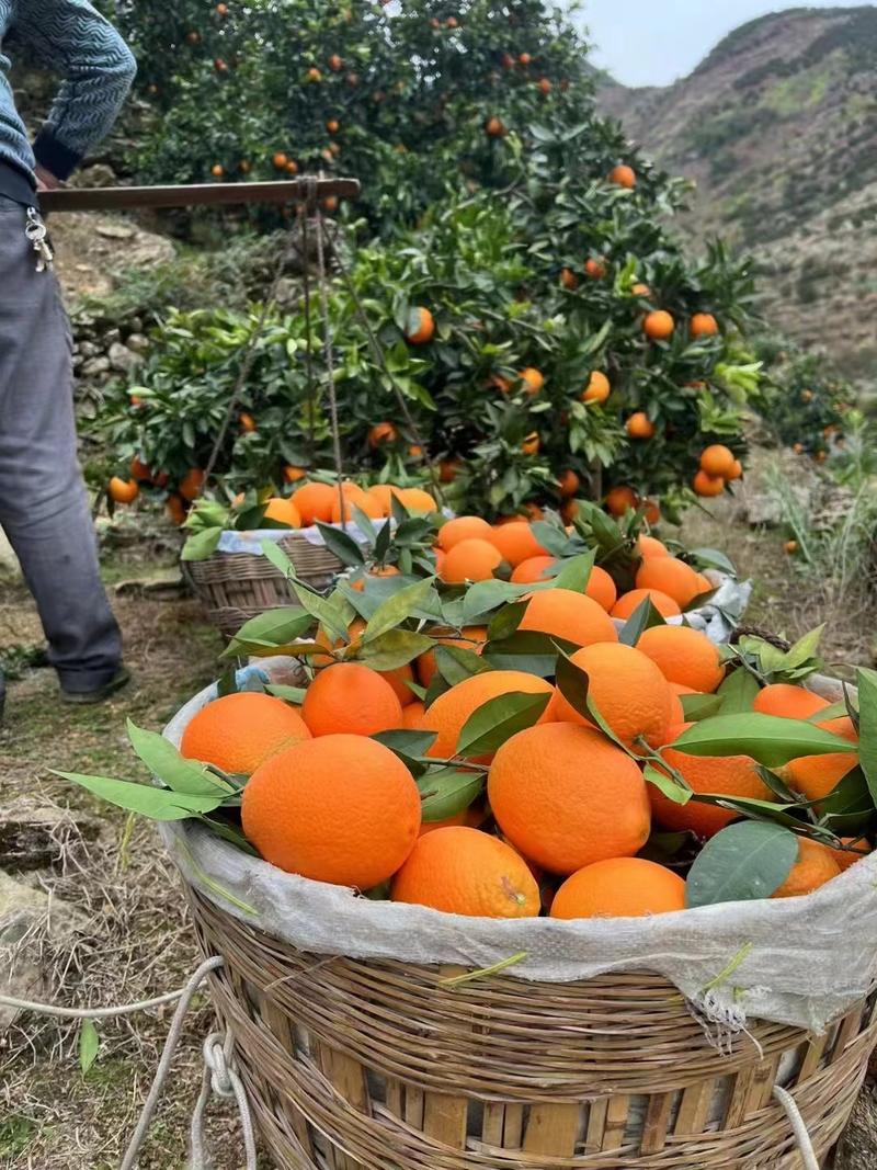 奉节脐橙农户自产自销现货供应量大从优欢迎来电洽谈