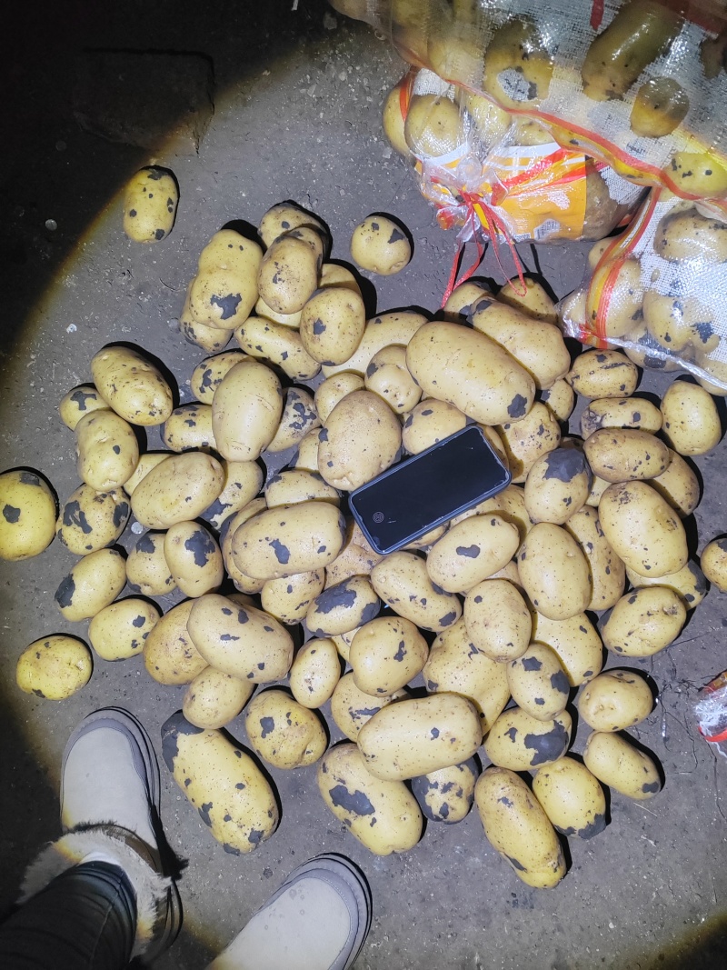 黄心土豆，颜色薯型没的说，看就是了，货量大，随时供应