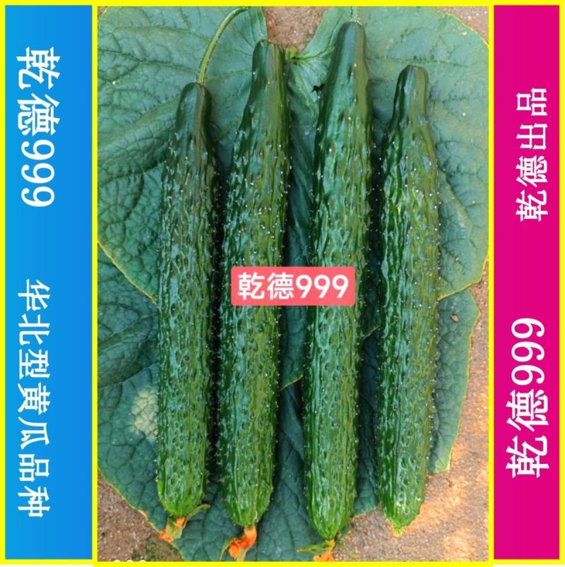 乾德999油亮密刺黄瓜种子秋延早春茬种植