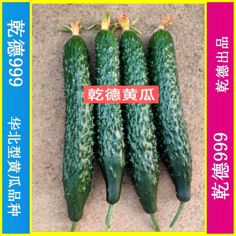 乾德999油亮密刺黄瓜种子秋延早春茬种植