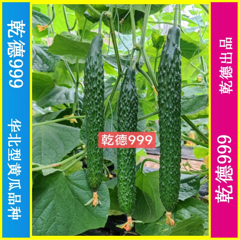 乾德999油亮密刺黄瓜种子秋延早春茬种植