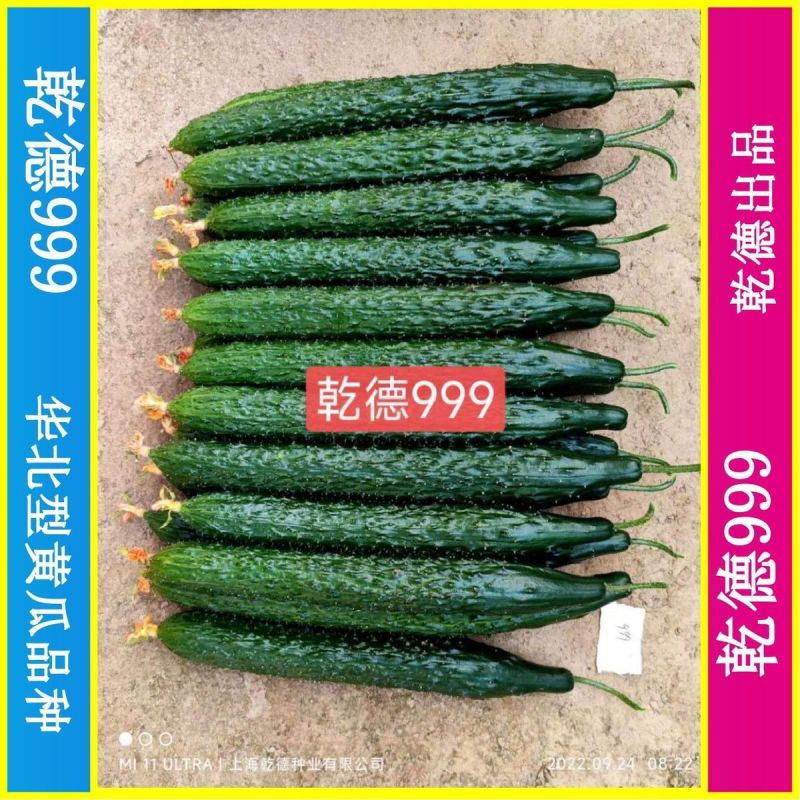 乾德999油亮密刺黄瓜种子秋延早春茬种植