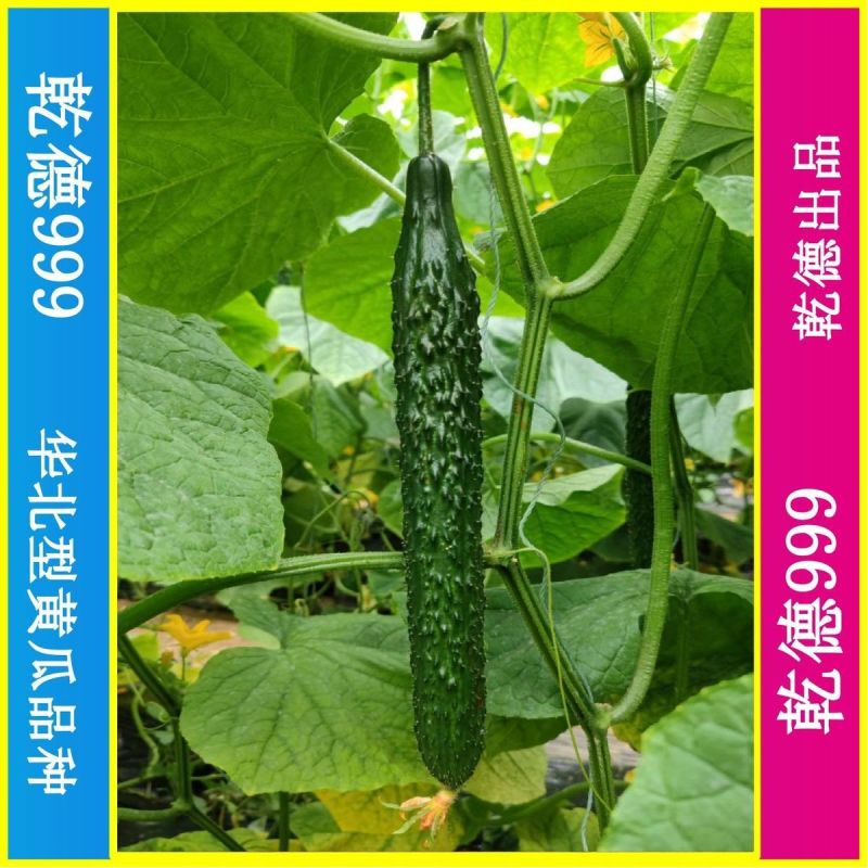 乾德999油亮密刺黄瓜种子秋延早春茬种植