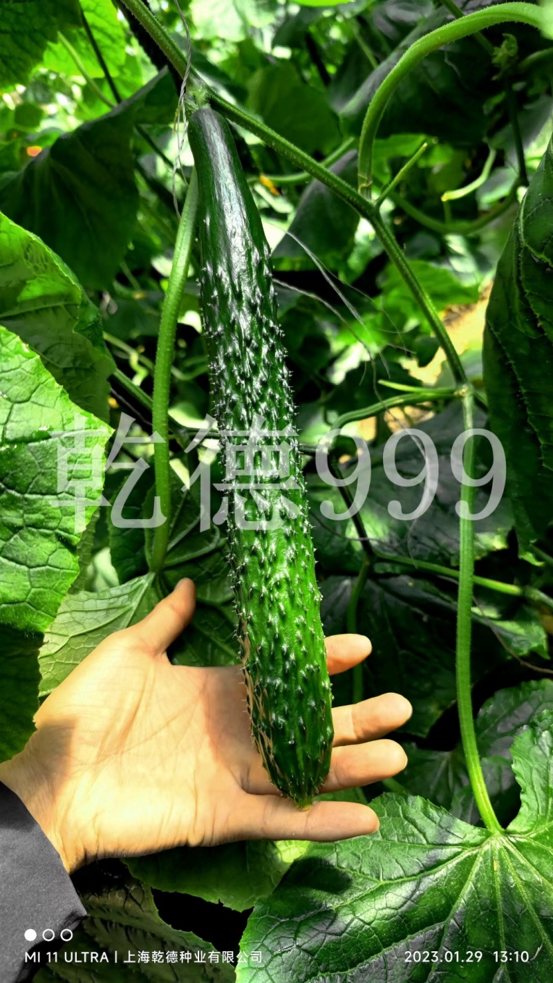 乾德999油亮密刺黄瓜种子秋延早春茬种植