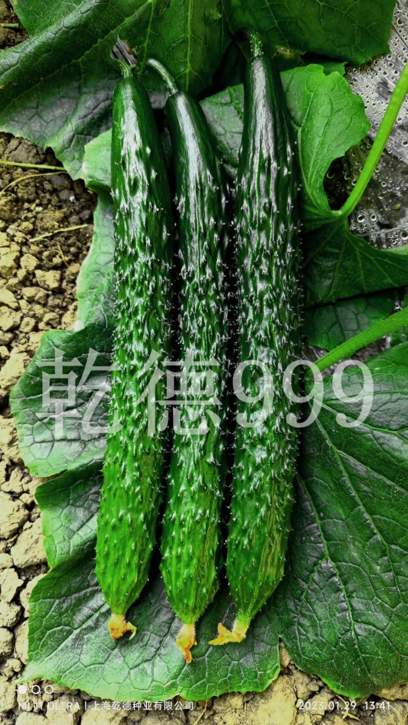 乾德999油亮密刺黄瓜种子秋延早春茬种植