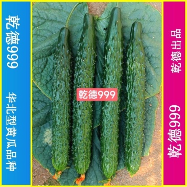 乾德999油亮密刺黄瓜种子秋延早春茬种植