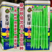 航天绿小金豆种子荚长无筋高产春秋基地优选圆形荚四季豆种子