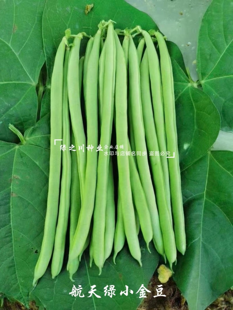 航天绿小金豆种子荚长无筋高产春秋基地优选圆形荚四季豆种子