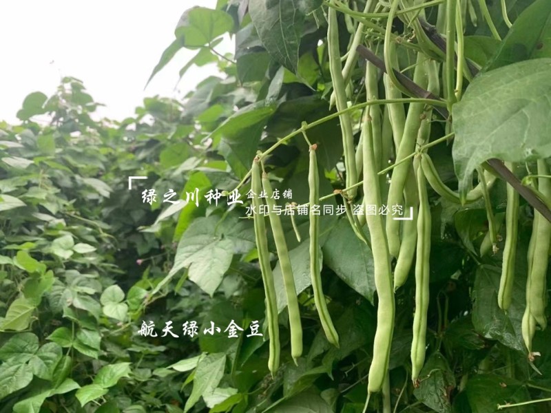 航天绿小金豆种子荚长无筋高产春秋基地优选圆形荚四季豆种子