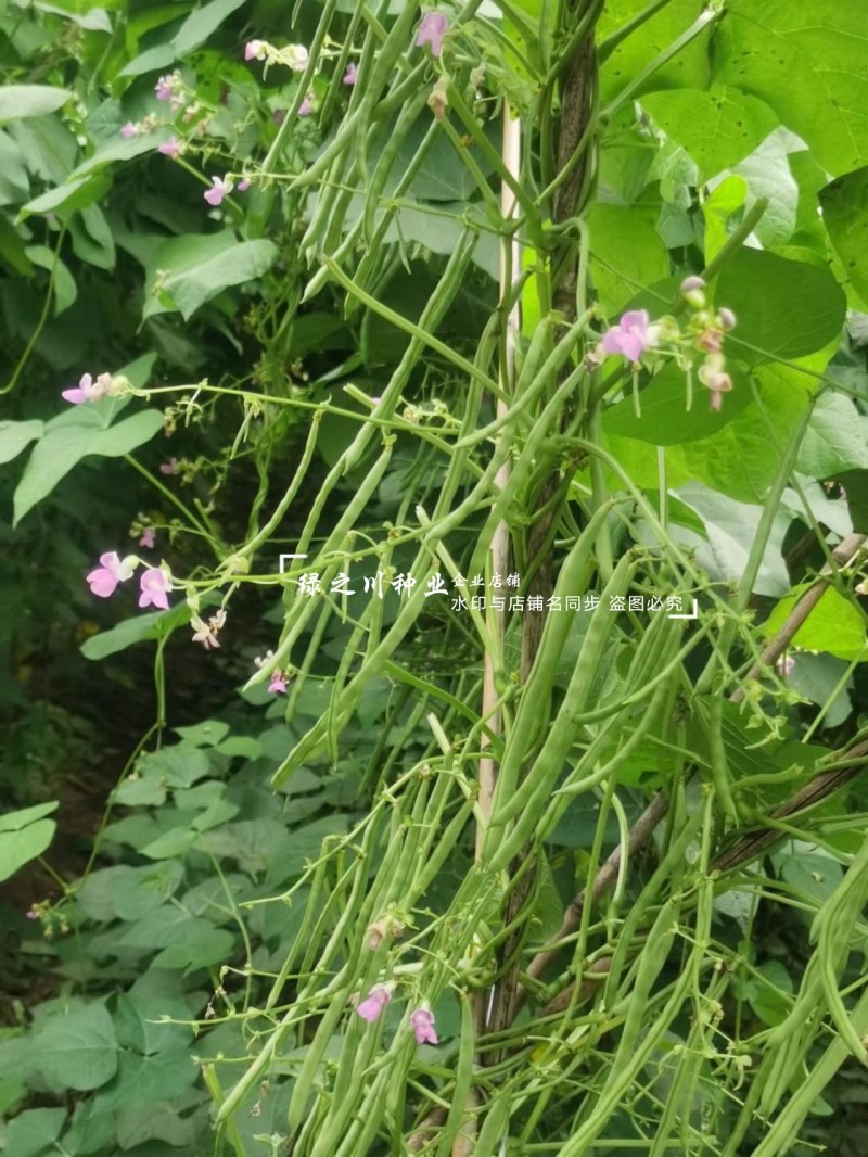 航天绿小金豆种子荚长无筋高产春秋基地优选圆形荚四季豆种子