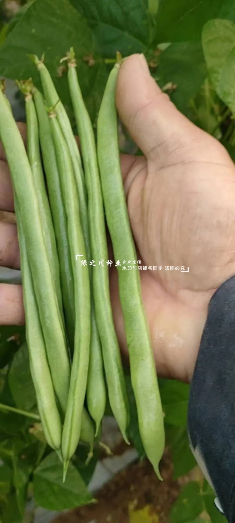 航天绿小金豆种子荚长无筋高产春秋基地优选圆形荚四季豆种子