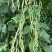 无筋豆种子泰国红籽无筋架豆王抗病性强商品性好结荚密