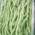 无筋豆种子泰国红籽无筋架豆王抗病性强商品性好结荚密