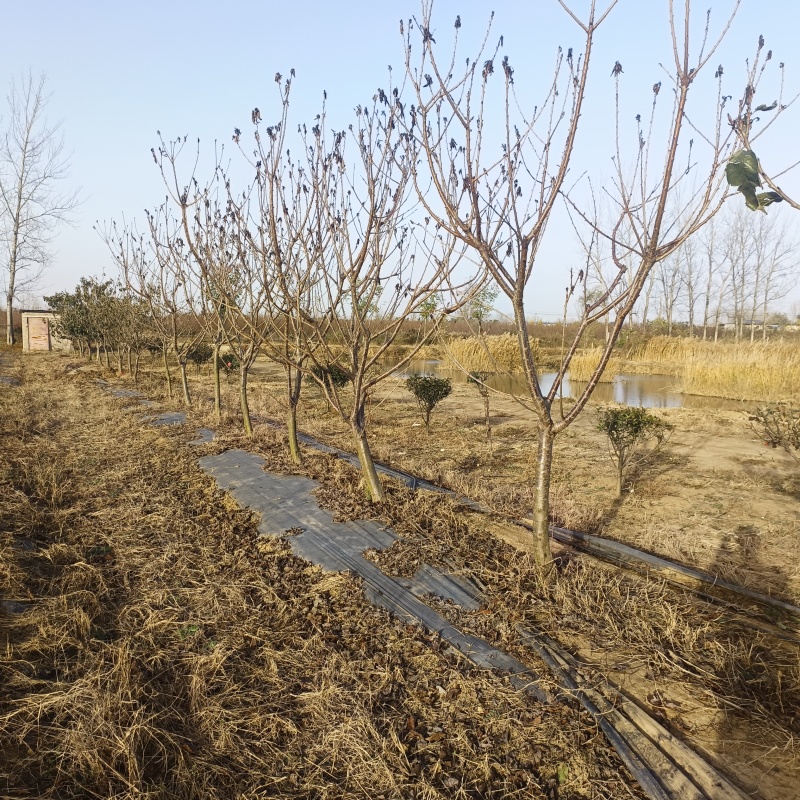 樱桃树品种樱桃树土球樱桃树