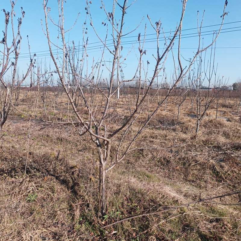 樱桃树品种樱桃树土球樱桃树