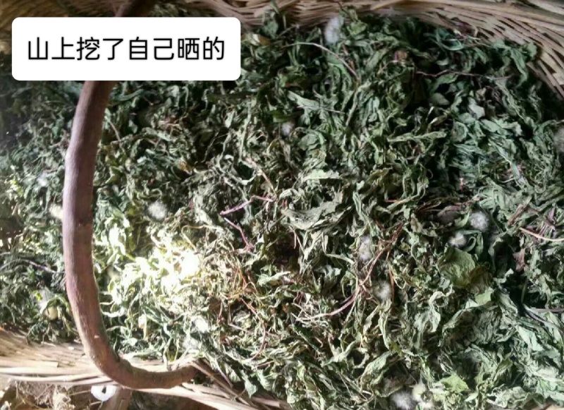 四川纯野生蒲公英，颜色绿，干净无杂质，保存得很好