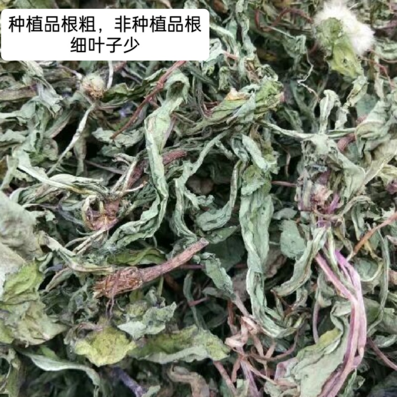 四川纯野生蒲公英，颜色绿，干净无杂质，保存得很好