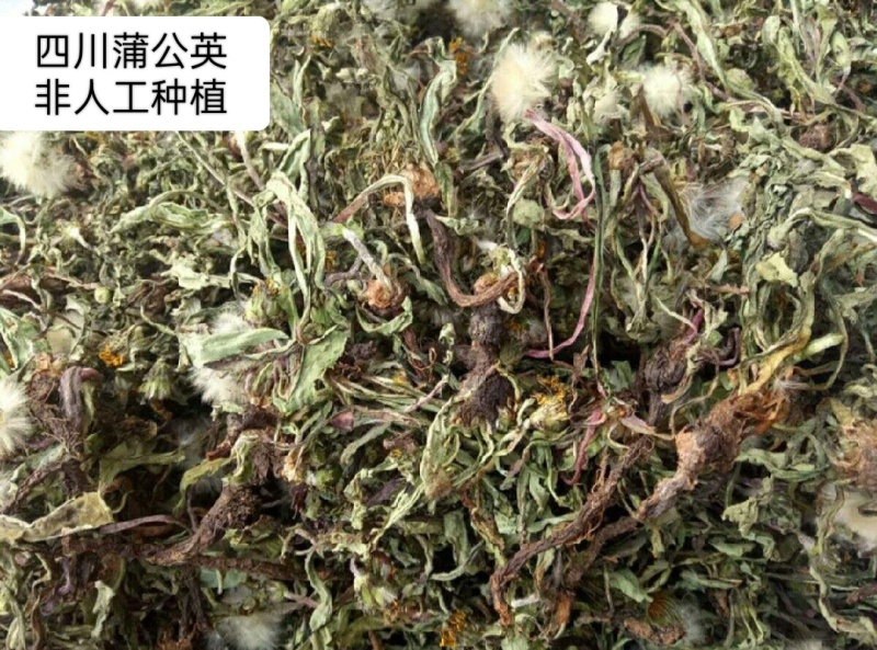 四川纯野生蒲公英，颜色绿，干净无杂质，保存得很好