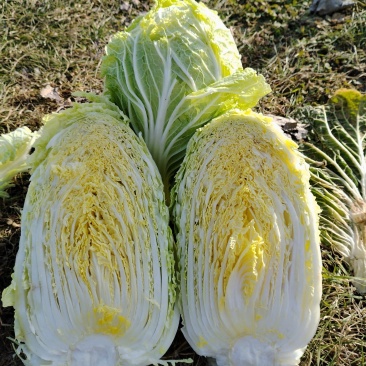 精品黄心白菜