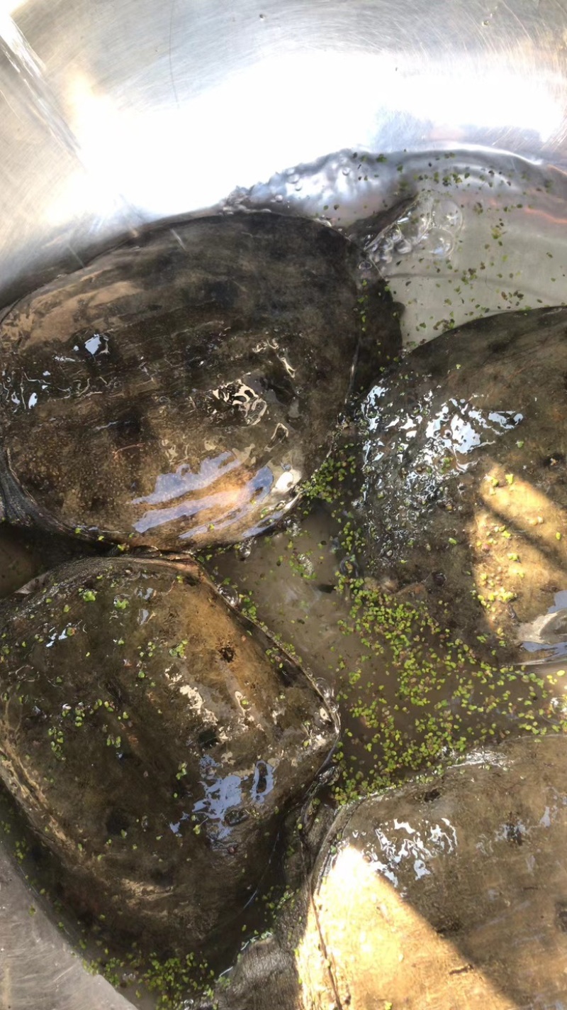 湖南汉寿生态甲鱼