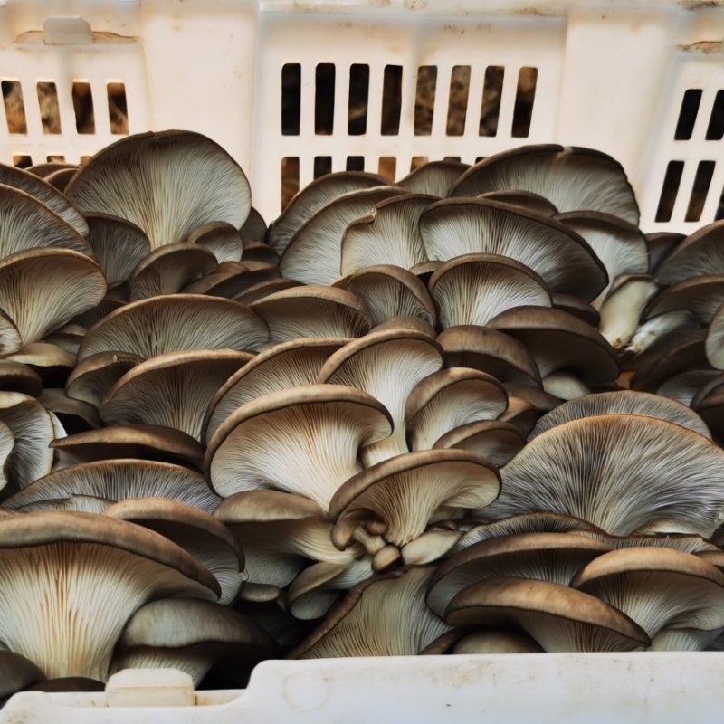 【优质】鲜平菇/中小叶黑平菇/大叶精品平菇/基地现货。