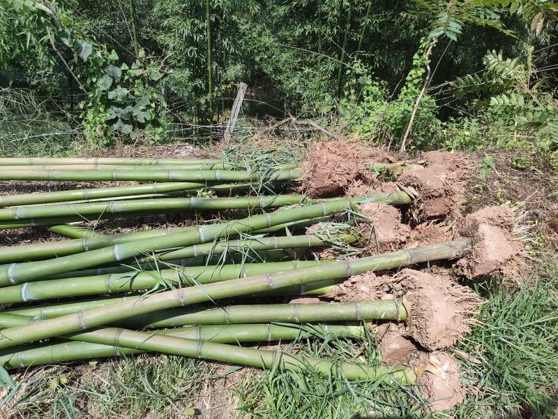 细叶乌头雷竹