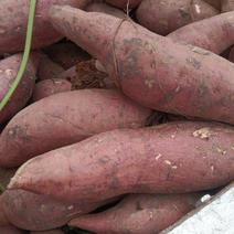 周口基地红薯：龙九，西瓜红，大量现货，一手货源…