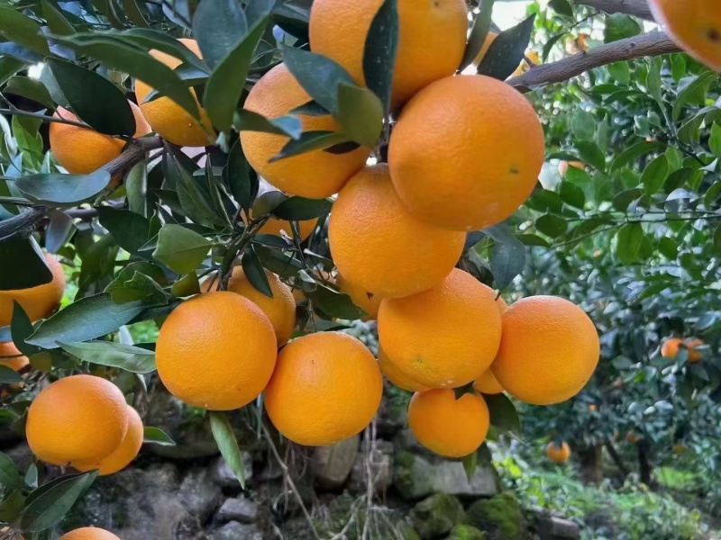 湖北秭归《精品《伦晚鲜橙，纯甜无酸，水分充足，保质保量，